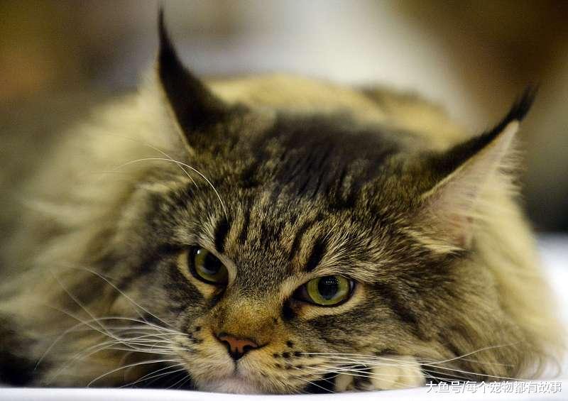 让猫咪独自在家几天确实没问题，但首先你要评估这四个风险