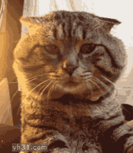 虎毒不食子，专家建议野外遇到老虎可跪下认爹。