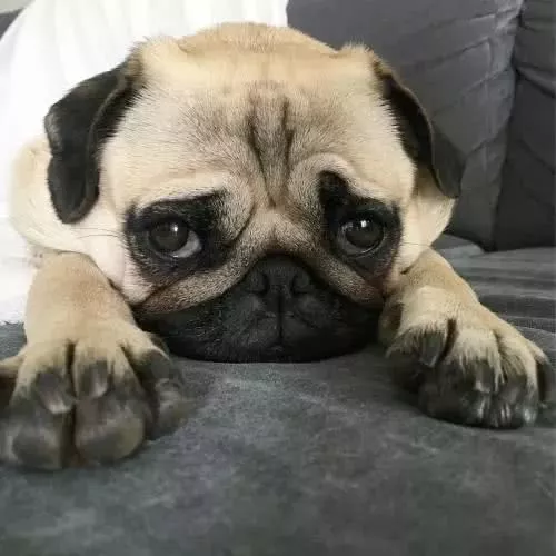 男生的撩妹神器：女生最喜欢的五种狗狗