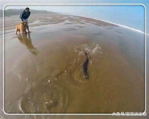 带金毛海滩散步，发现前面不对劲正想跑，金毛的行为让他不淡定了