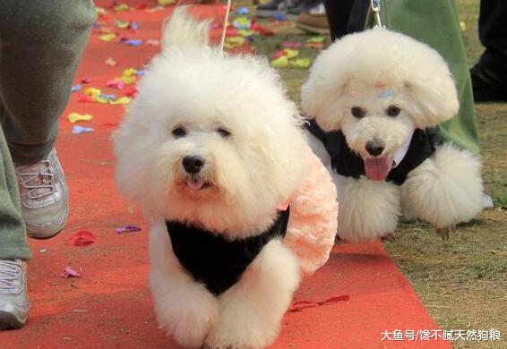 小编告诉你: 一只健康的狗狗, 一天需要拉几次便便!