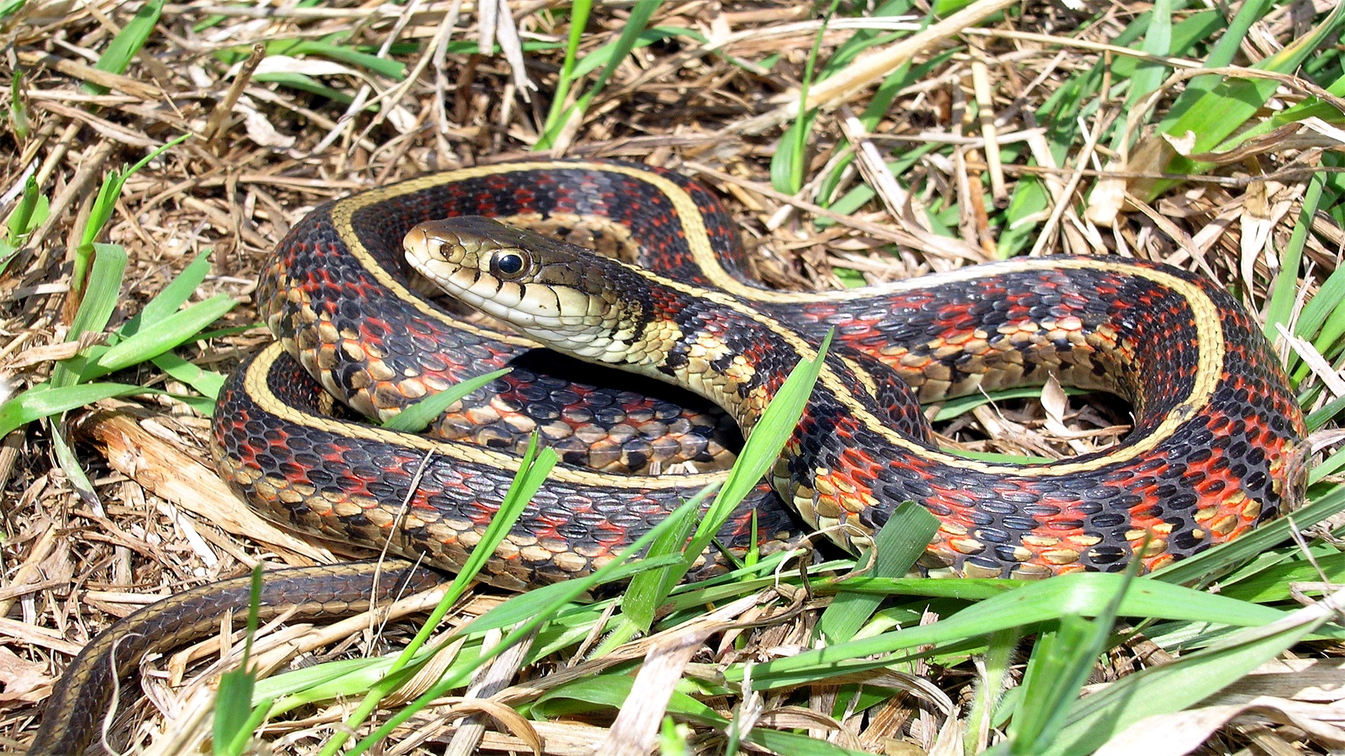一种中等体型的蛇西海岸袜带蛇，体长在460-960毫米之间