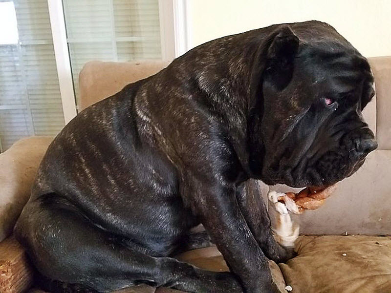 世界上最大的小狗已经1.8米高，仍然在生长