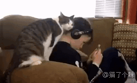 日本一妹子在做作业，家里的小喵就成了这个样子，我慕了