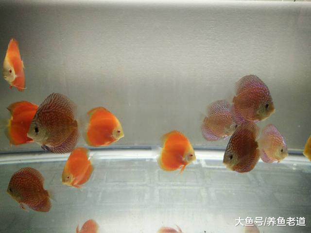 饲养观赏鱼不是说鱼儿平时不缺氧，我们就认为万事大吉了！