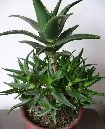 芦荟这样养，一棵变十棵，十棵变十窝，侧芽太多啦，掰也掰不完