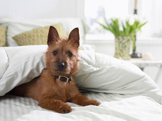 你的狗狗会自己“上床睡觉”吗？好处多多，铲屎官赶紧学起来