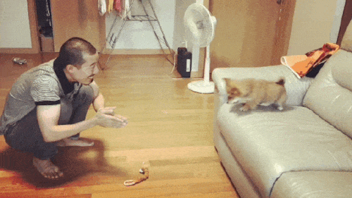 老爸对狗狗的教育模式，隔着屏幕都是“满满的父爱”！