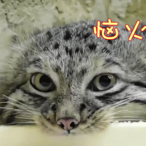 铁憨憨兔狲，每天不是卖萌就是偷窥对面的小熊猫…