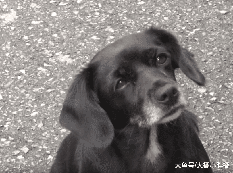 狗狗在街边“要钱”买罐头，如果不给就不让走，这是要成精了吗？