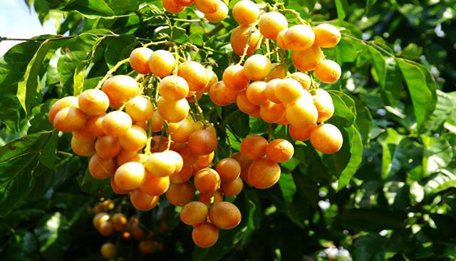 海南六月必吃水果指南，那些不能错过的应季水果，你吃了吗？