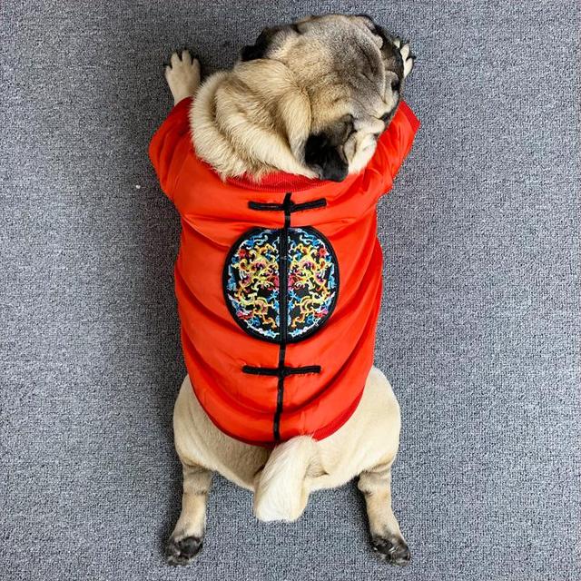 你的狗狗适合穿衣吗？在给狗狗穿衣之前，主人要注意什么？