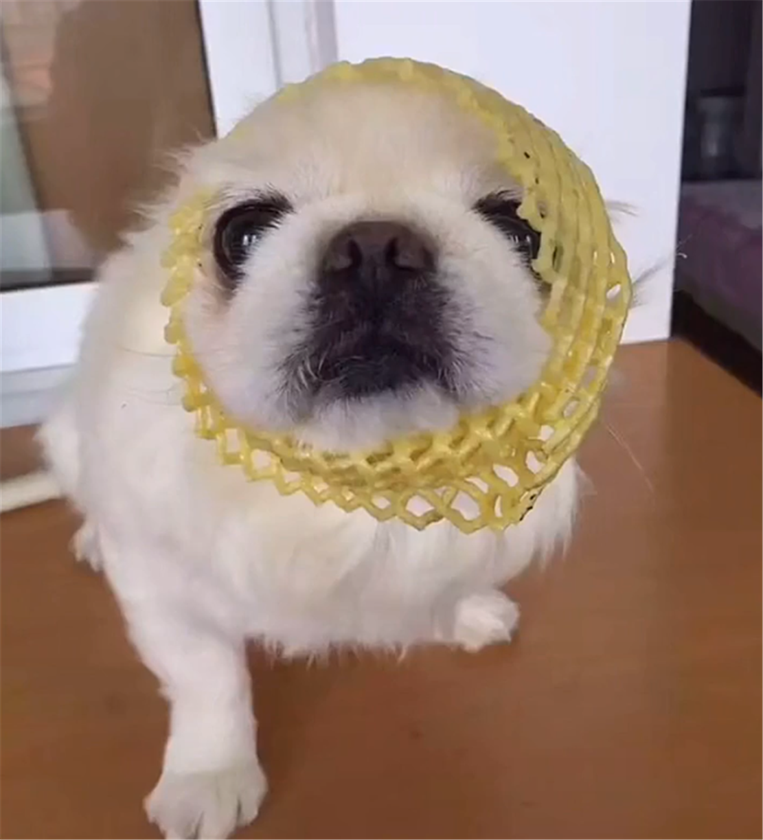 主人生病，狗子把藏的鸡胸肉叼给主人，狗：把肉吃了病就好了……