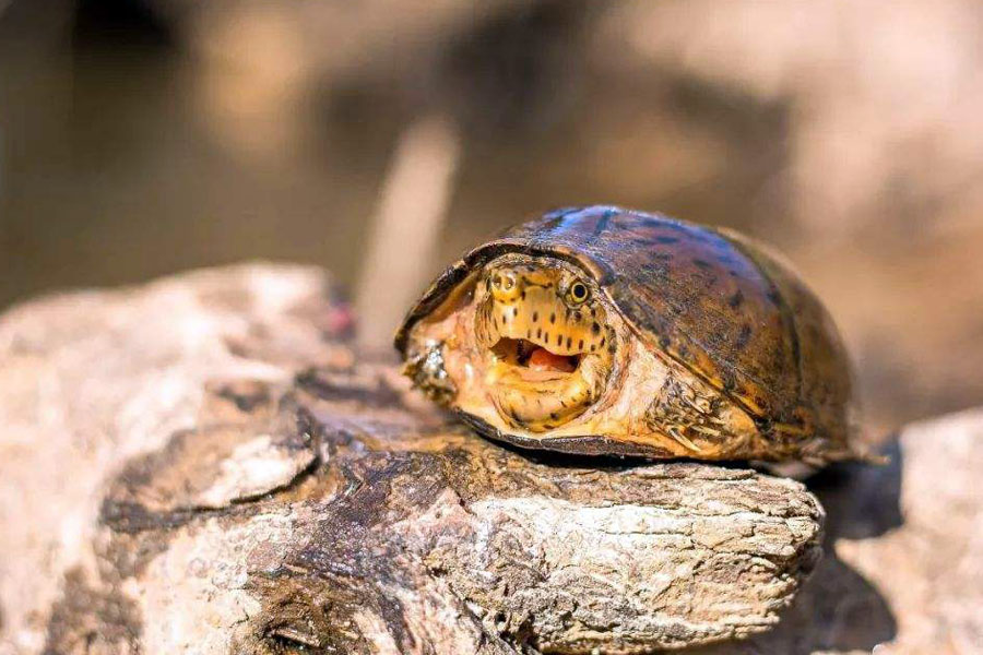 养龟新思路，乌龟干养到底行不行？