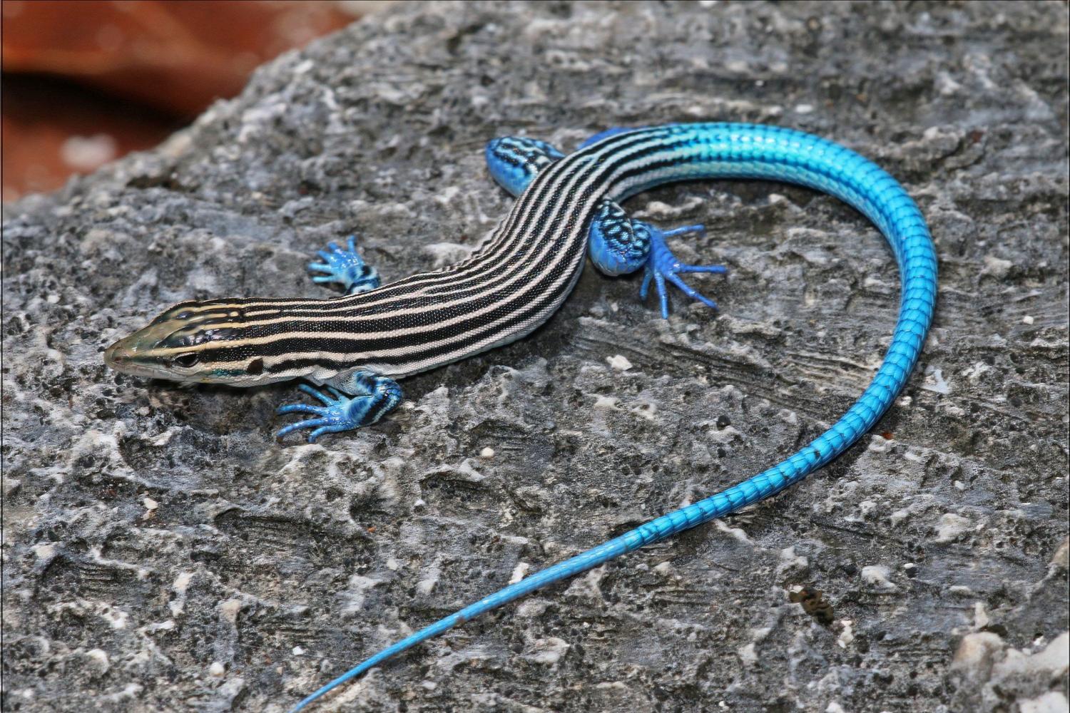 蓝尾石龙子是一种奇异的动物，有一条亮蓝的尾巴，作用很大