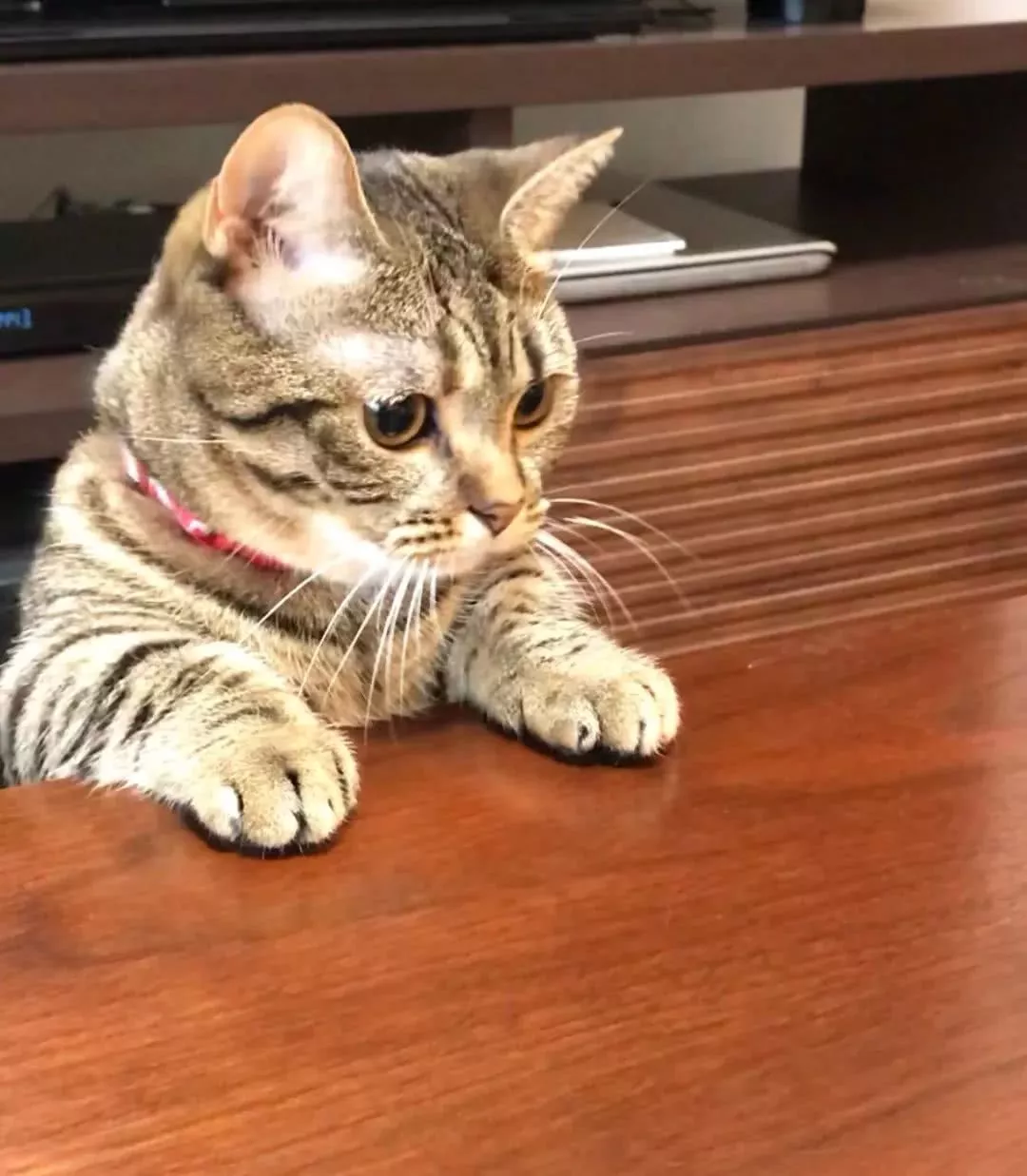 罐罐的最强守护者！猫猫发现主人偷零食…一秒变怪兽！