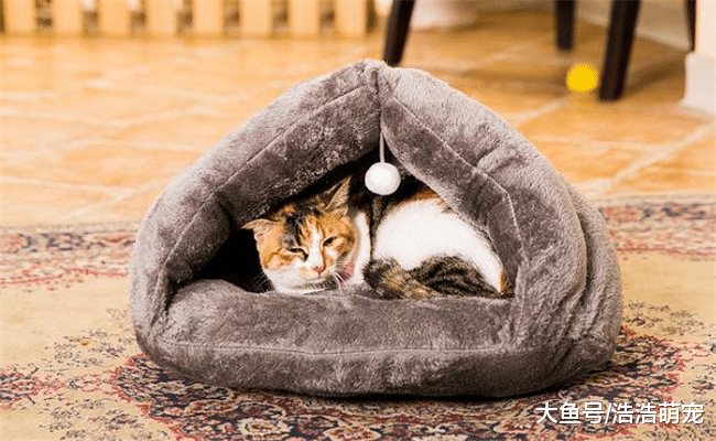 猫咪喜欢自己选窝, 一般会选下面5种, 家里有猫的了解下