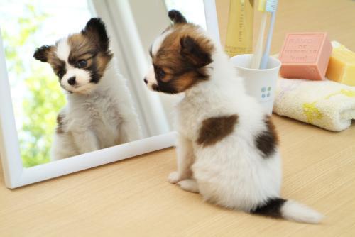 铲屎官救回幼犬后耐心照料，学会四点饲养技巧后成功将其带大