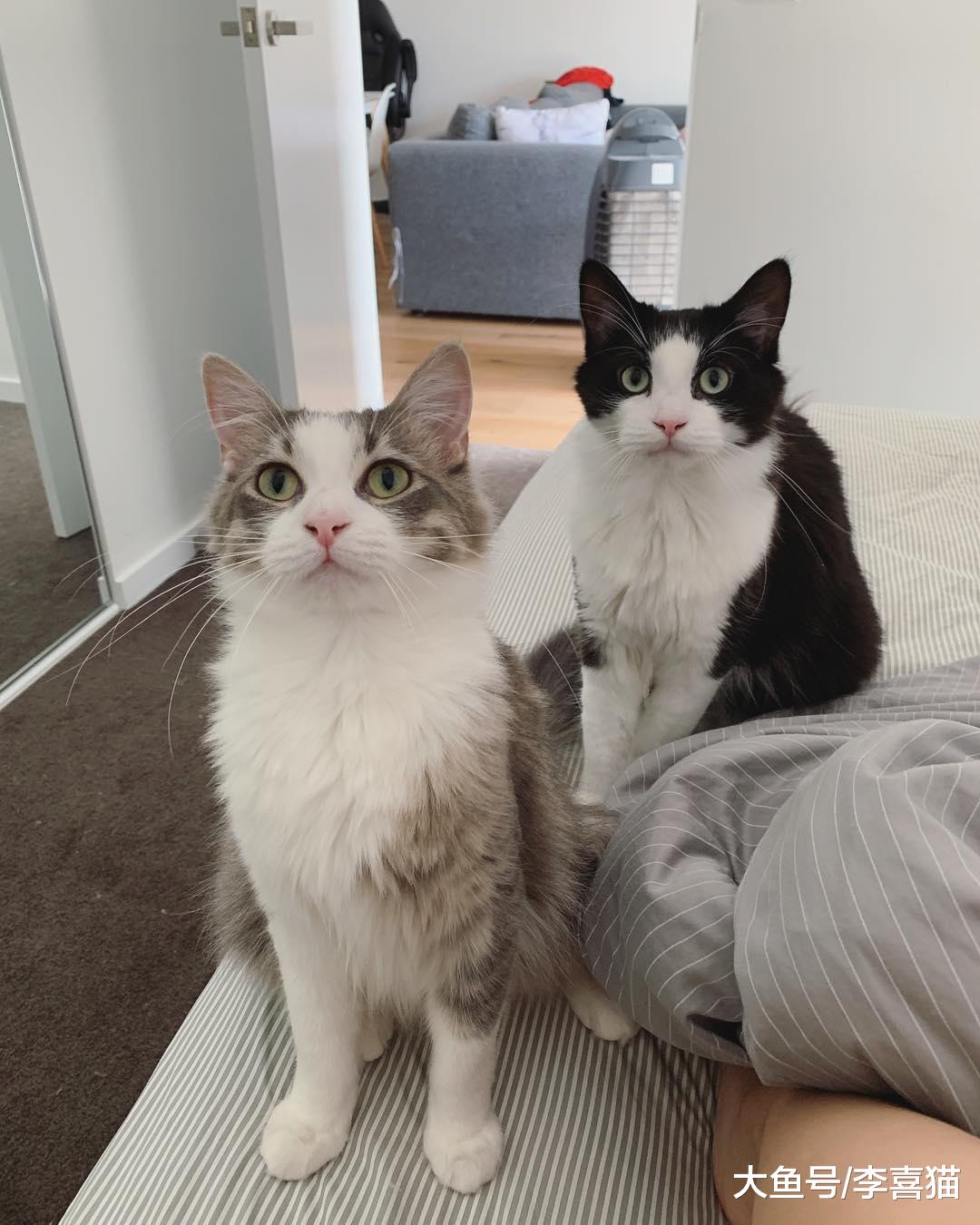 家里有猫的铲屎官出远门前要做好充分的准备，寄养并不是最优选择