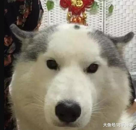 真正的二哈敢于面对秃了的头顶，秃顶的二哈更潇洒，只不过很搞笑