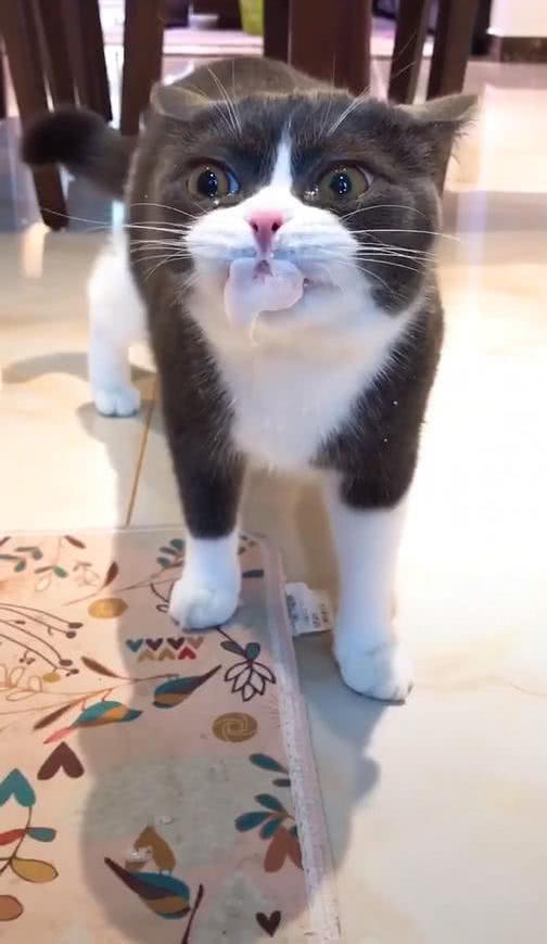 猫吃完驱虫药后，口吐白沫眼泪汪汪，喵：铲屎的，你是不是下毒了