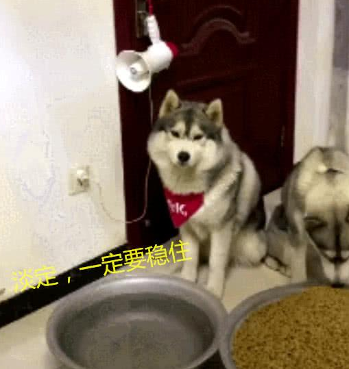 主人要出差, 给两只二哈留下了一大盆狗粮和水, 二哈: 家不想要啦