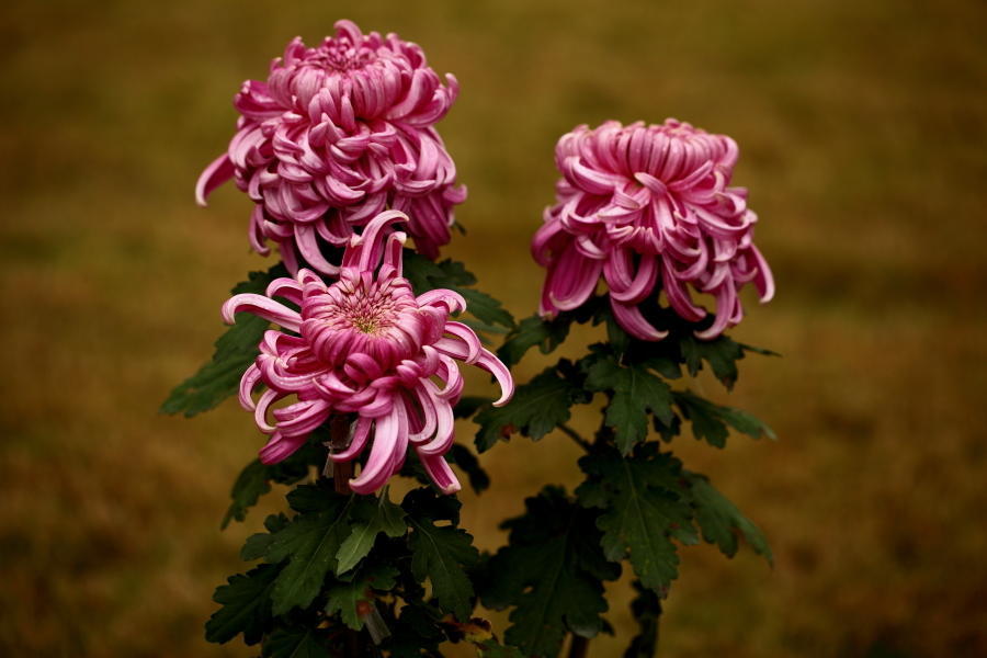 秋日菊花遍地有，秋菊茶也成热门，这些搭配要知道