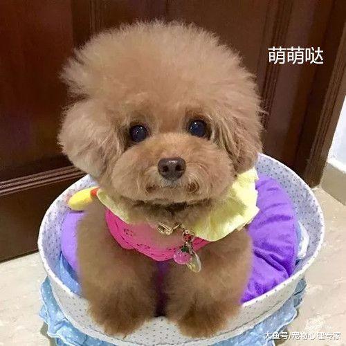 女子养了一只泰迪，还没到一年，再次见到眼泪都快掉了