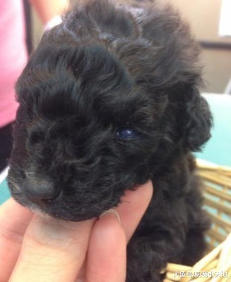 奶汪遭親媽啃咬腋下插管喂食30天救活，3年后長成巨大麥克風模樣