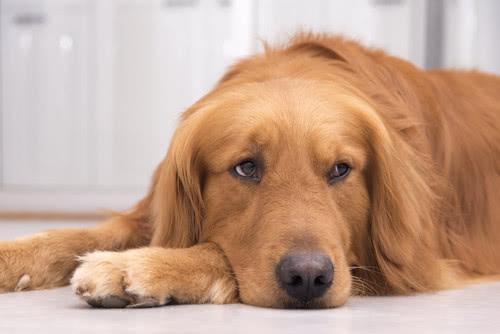 犬瘟热---表现倦怠、厌食、发热、眼鼻脓性粘液、呼吸困难、呕吐、腹泻等