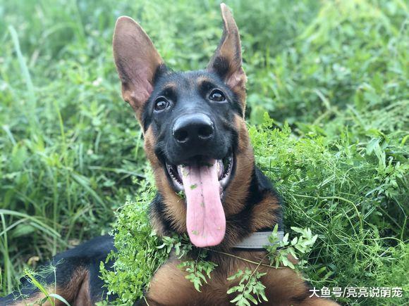 德牧偷偷跑出来玩，害怕被主人找到，它还知道隐蔽起来