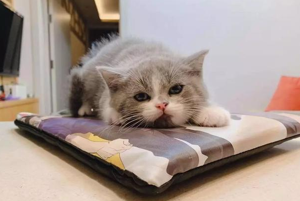 金渐层麻糬性格黏人，睡觉紧抱女主人的手不撒开，主人手都麻了!