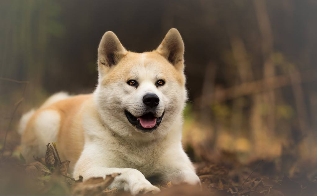 狗狗尿味多久能自然消散？
