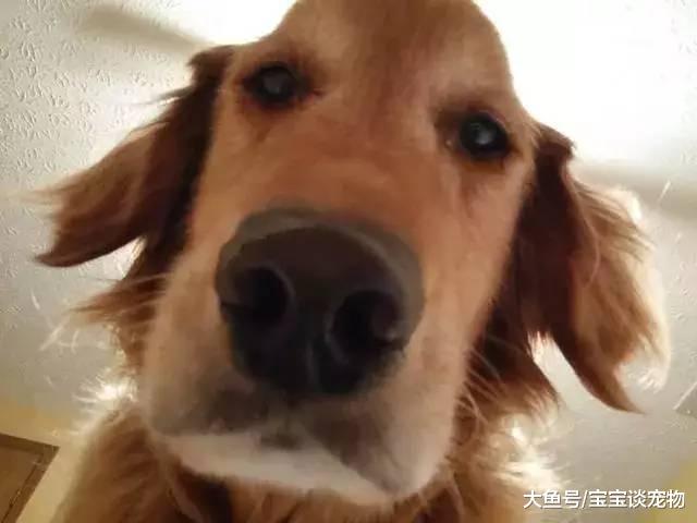 为什么狗狗喜欢在你睡觉的时候盯着你看？这个答案有点小揪心...