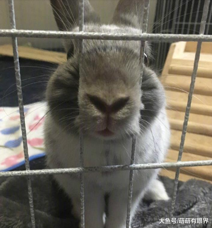 狗，是一种很喜欢用嘴卡住栏杆的动物……