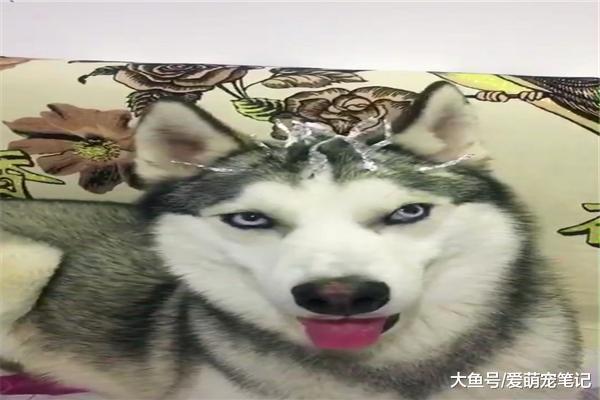 主人给哈士奇做锡纸烫，搞得还有模有样的，二哈：离渣男不远了！