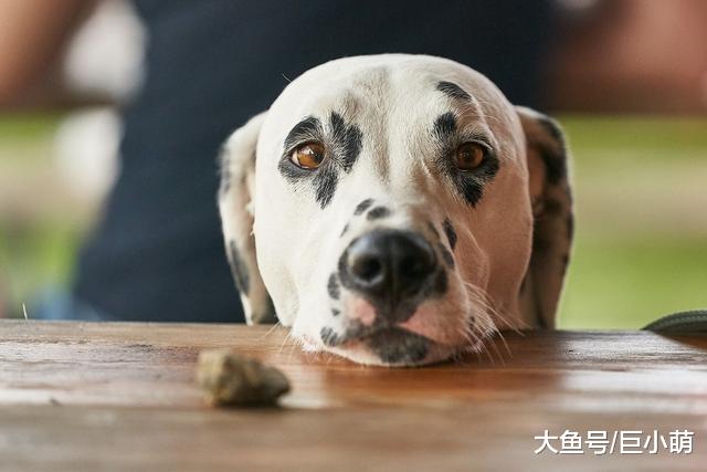 你一进食，狗狗就在餐桌旁乞讨，怎样抵挡狗狗的撒娇式叫唤？