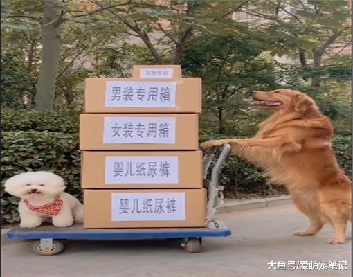 金毛辛辛苦苦去拿快递，结果发现自己的分量最小，汪：狗生太难了
