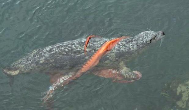 男子看见一只落水狗，准备上前解救，走近一瞧顿时僵了