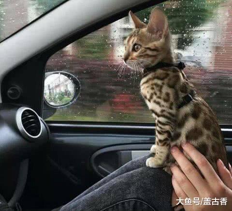 网友捡回一只流浪猫，两月后生了六只稀有小奶猫，一只竟能卖上万