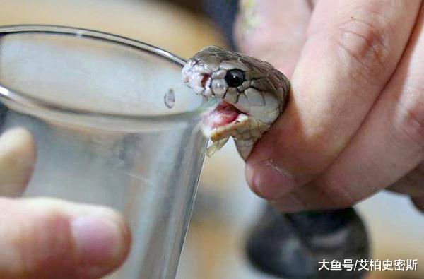 银环蛇：金环蛇与银环蛇哪个毒性更强？后者毒性是前者的十倍！