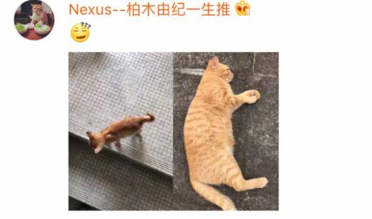 你家猫咪从小大到有什么变化？某网友：本来是猫后来是猪