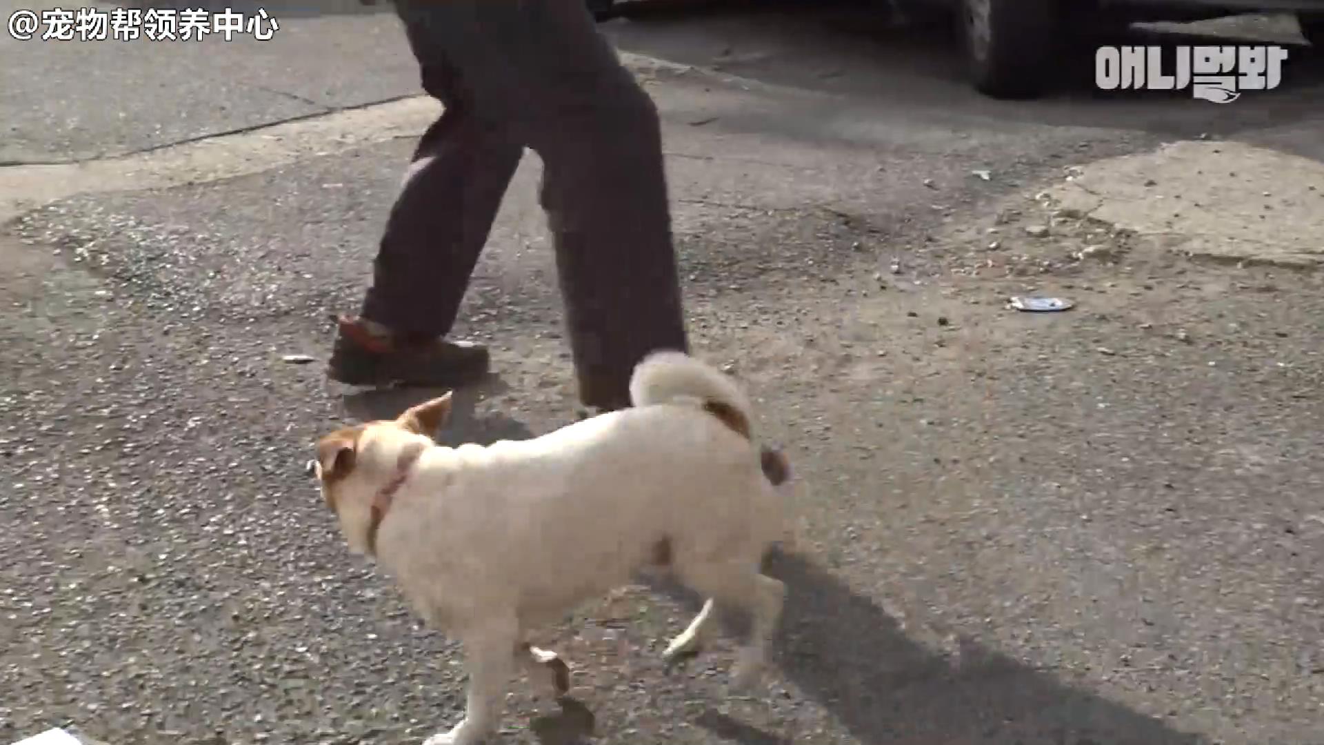 小狗子追求女神半年多，丈母娘发话了，你家底厚实吗？