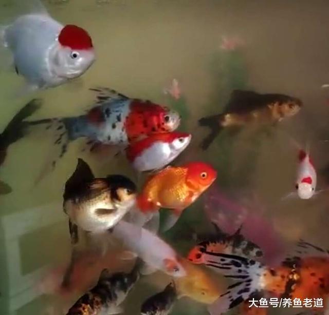 魚缸里的水過肥或者過瘦，我們應該如何判斷和處理？