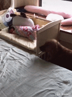 主人带宝宝回家后，金毛凑到床边不停地观察，兴奋的样子让人暖心