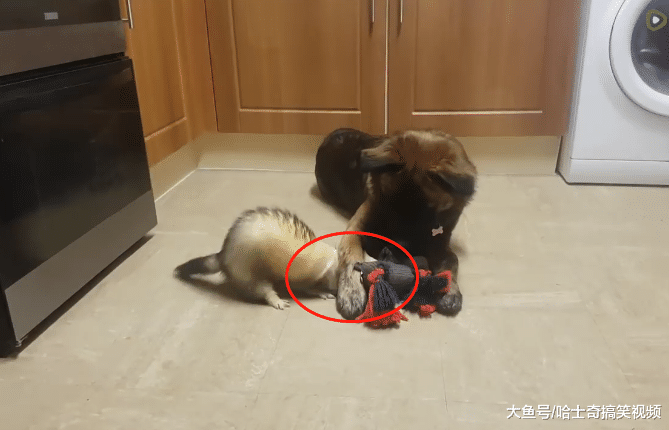 主人給德牧找了“弟弟”，可相處卻不融洽，別當它是耗子就好
