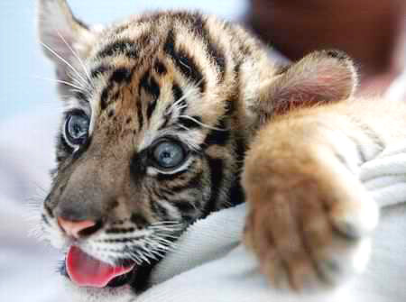 动物趣闻：盘点世界十大濒临灭绝动物，白鲸豚或已灭绝