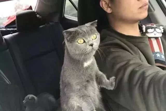 主人正在开车，猫咪突然伸爪搭肩，有谁注意到后座那只猫的表情？