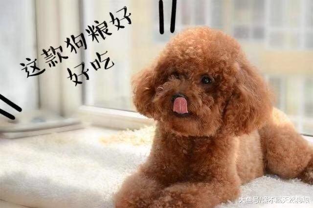 警惕! 泰迪犬这5种“搞笑”行为, 可能是生病了, 宠主要重视!