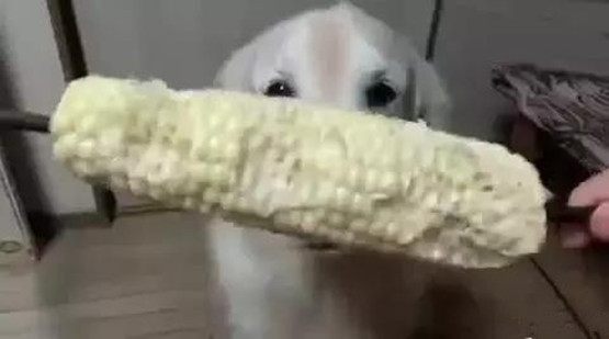 以前不懂老妈说我啃的玉米像狗啃的一样，看到金毛啃玉米才明白！